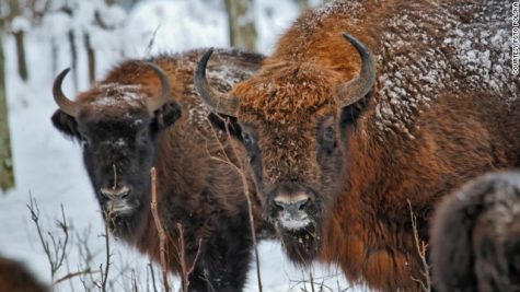 Polands wild European bison are all descended from 54 captive animals that survived extinction.