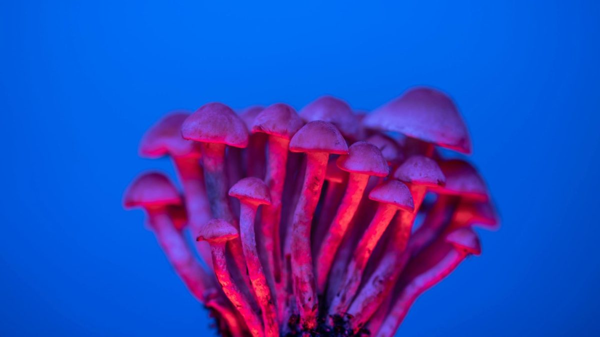 Psilocybin mushroom. Photo by Marek Piwnicki licensed under Creative Commons use.