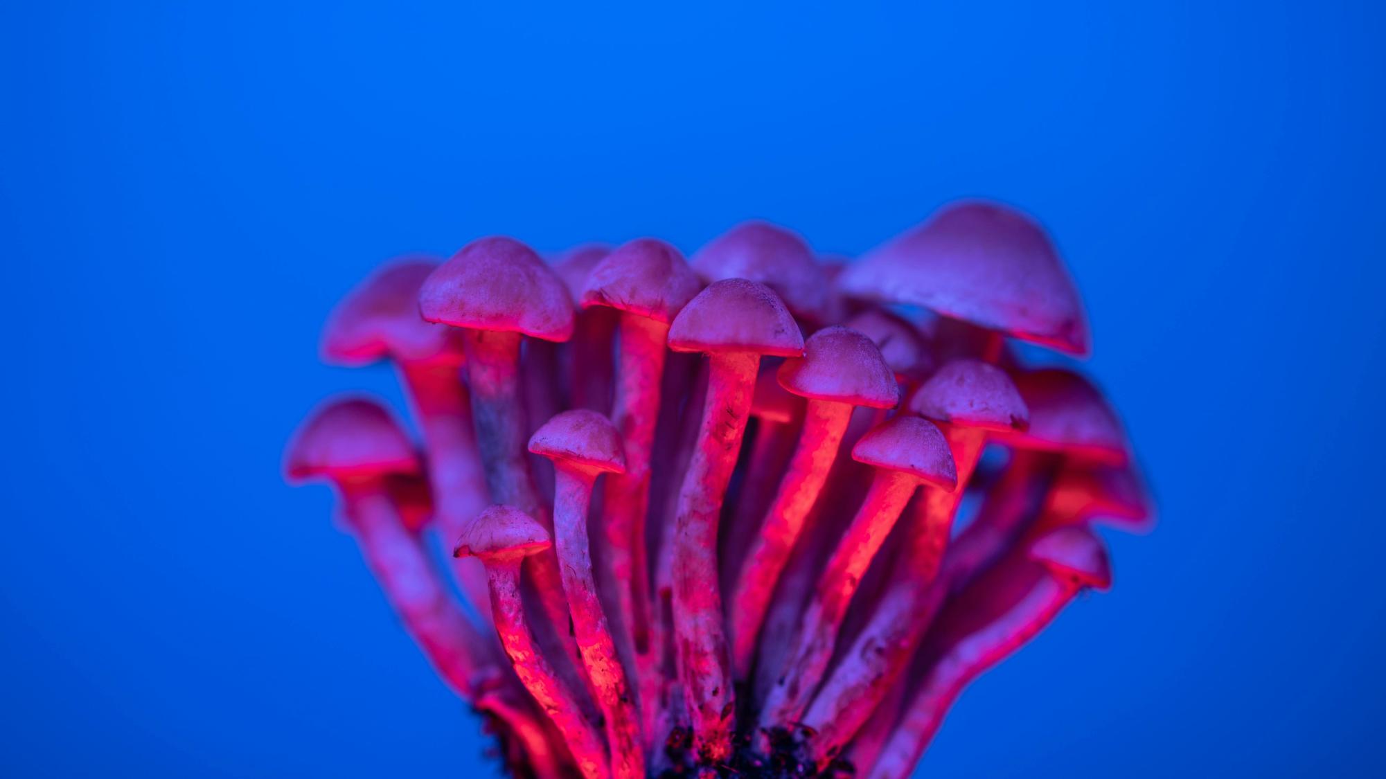 Psilocybin mushroom. Photo by Marek Piwnicki licensed under Creative Commons use.